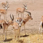 بينها-غزال-الريم-والذئب-العراقي.-134-نوعاً-من-الأحياء-مهددة-بالانقراض-في-العراق
