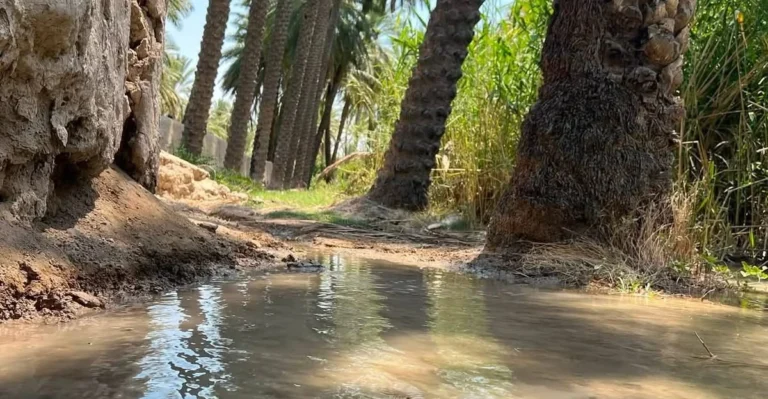 بعد-25-سنة-من -الجفاف.-بساتين-مندلي-تتنعش-بإطلاقات-مائية-عابرة-للحدود
