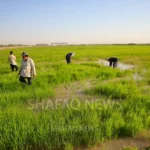 بعد-موسم-من-“القحط”.-وفرة-المياه-تعُيد-زراعة-“العنبر”-في-النجف-(صور)