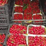 العراق-يعزز-حضوره-بين-أبرز-أسواق-الكرز-التركي