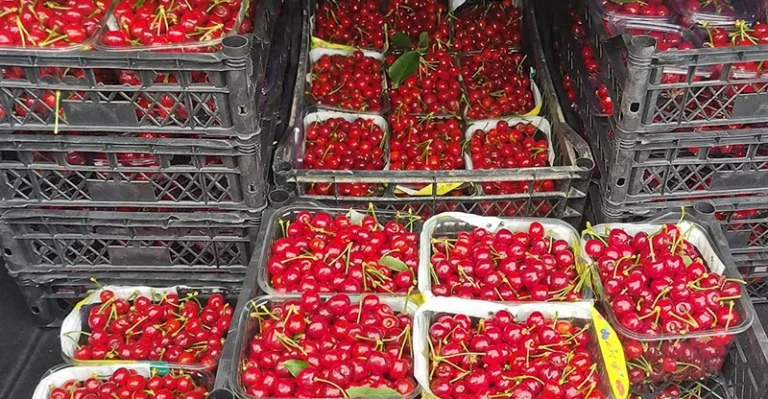 العراق-يعزز-حضوره-بين-أبرز-أسواق-الكرز-التركي