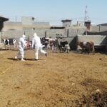 نينوى-تسجل-إصابة-مؤكدة-جديدة-بمرض-“الحمى-النزفية”