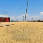 محافظ-كركوك:-صرف-49-مليار-دينار-من-مستحقات-الفلاحين-الأسبوع-المقبل