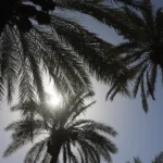 حظر-ودعم.-خطة-عراقية-لتعزيز-المنتج-المحلي