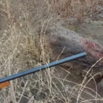 خبير-قانوني-يحسم-الجدل:-لا-نص-يجرم-بيع-لحم-الخنزير-في-العراق