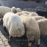 مليون-رأس-من-الثروة-الحيوانية-في-النجف.-مربون-يواجهون-جملة-تحديات