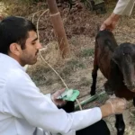 النجف-تشدد-الرقابة-على-المواشي-واللحوم-تحسباً-لانتقال-أمراض-وبائية-من-دول-الجوار