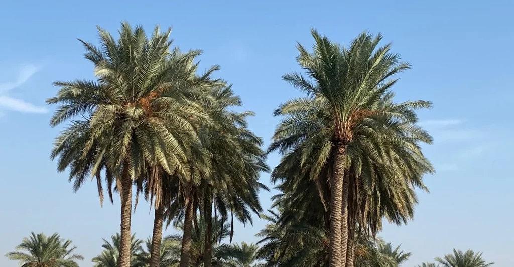 “سوسة-حمراء”-تهدد-بساتين-الأنبار-ومعوقات-تعرقل-جهود-المكافحة