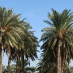 “سوسة-حمراء”-تهدد-بساتين-الأنبار-ومعوقات-تعرقل-جهود-المكافحة